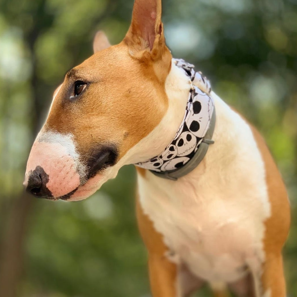 Collar Jack