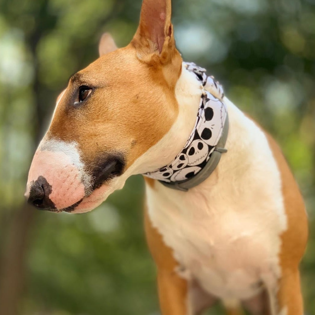 Collar Jack para perros