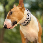 Collar Jack para perros