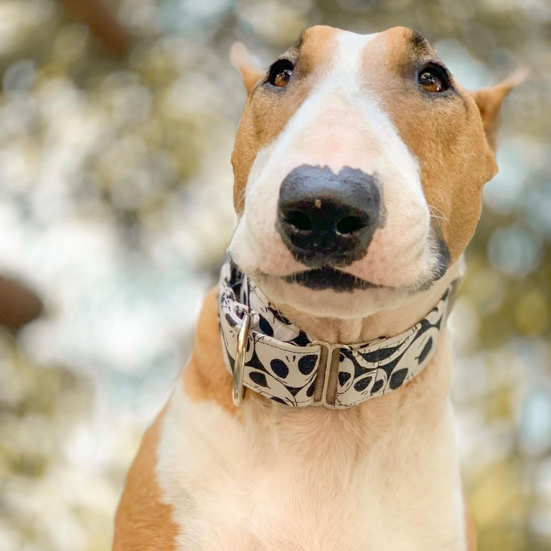 Collar Jack para perros