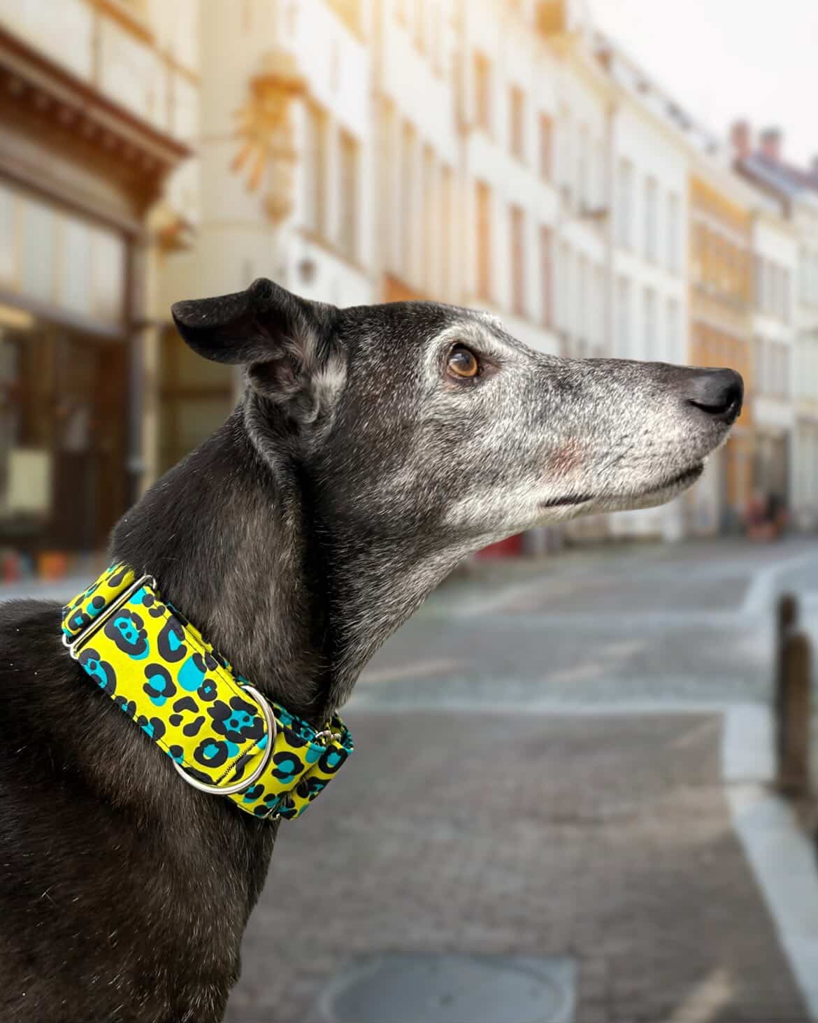 Collar Leopardo amarillo para perros