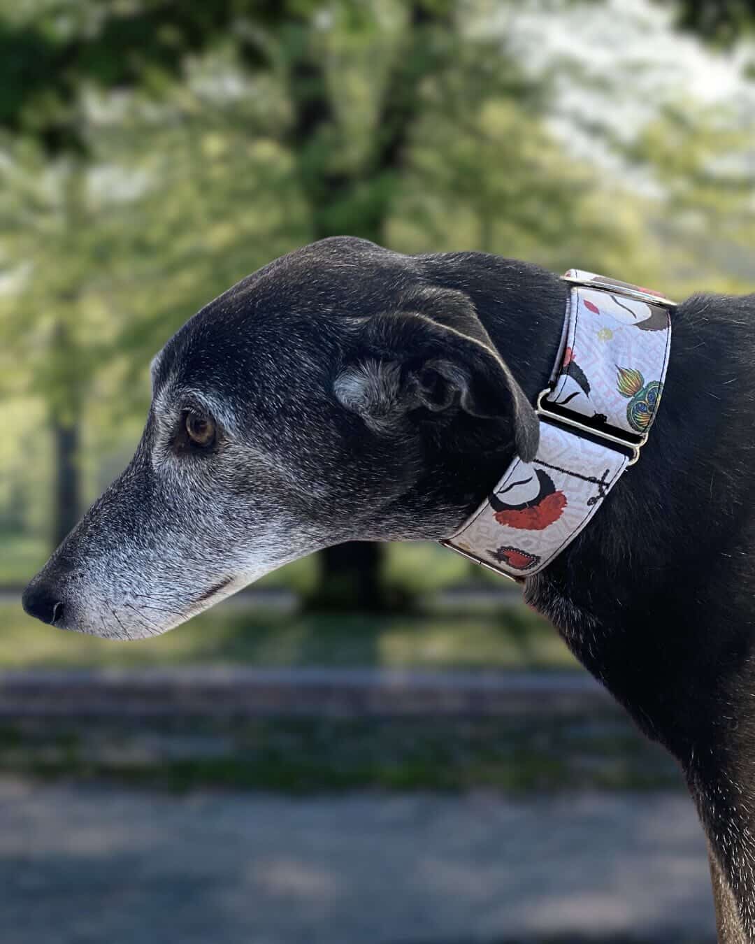 Collar Frida Kahlo para perros