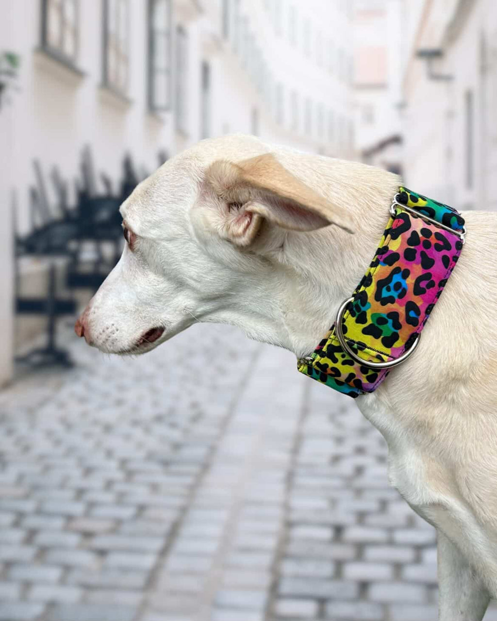 Collar Leopardo arcoiris