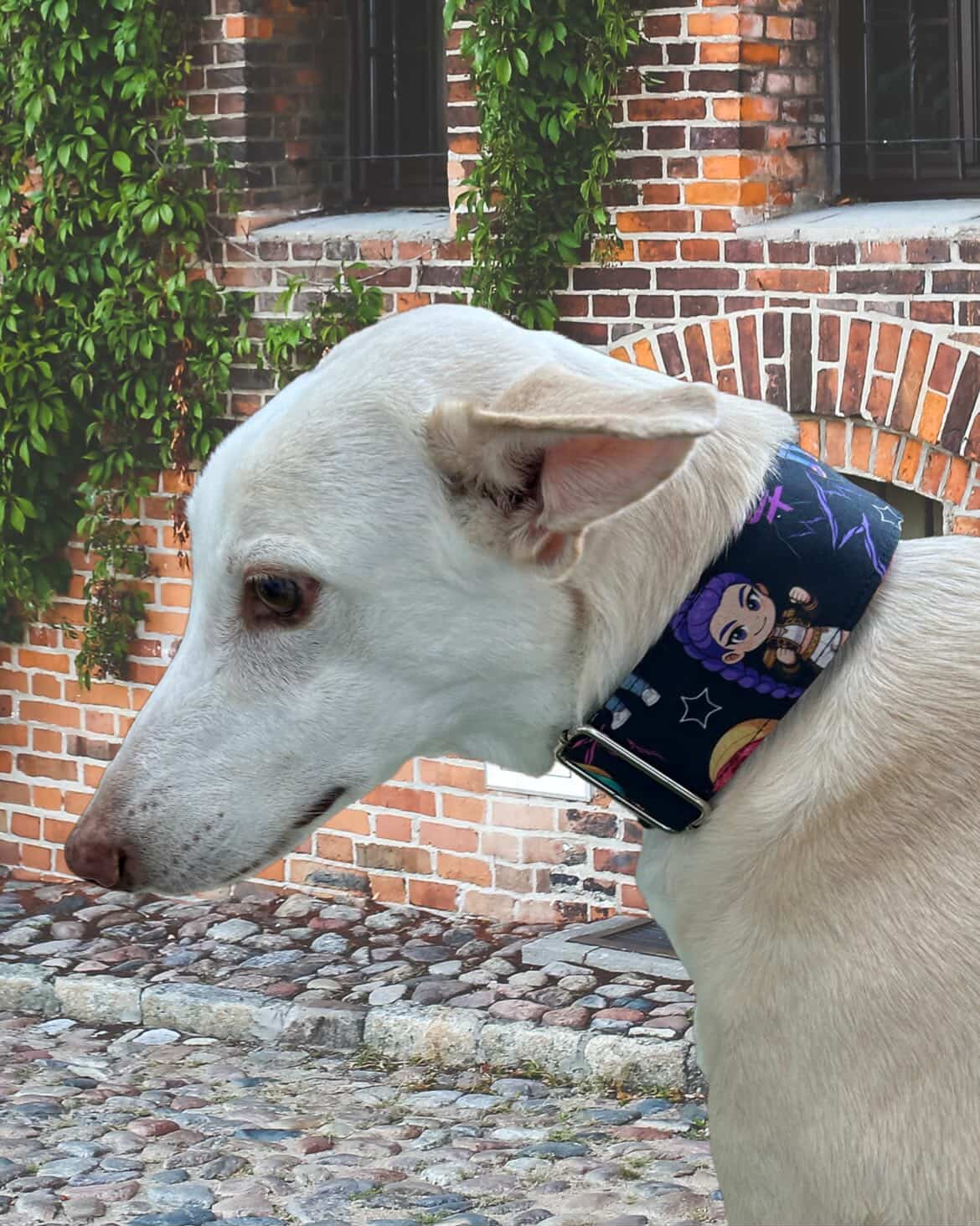 Collar Guerreras K-Pop para perros