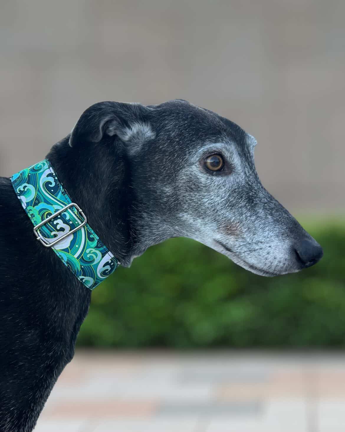 Collar Japan Waves para perros