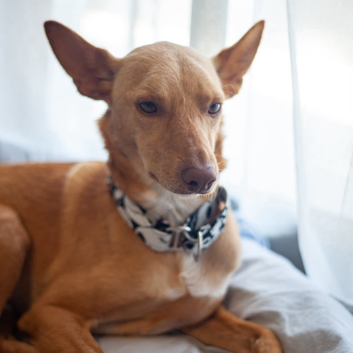 Perro cliente con collar artesanal de Collares Martingales Bella