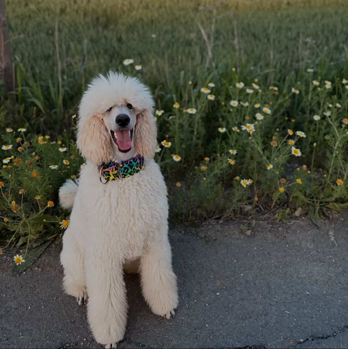 Perro cliente con collar artesanal de Collares Martingales Bella
