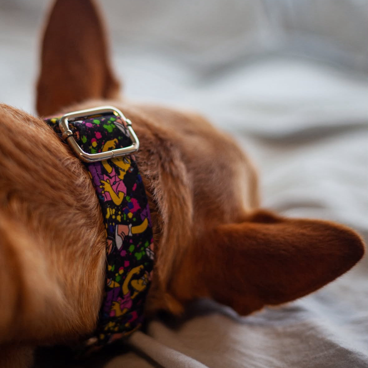 Perro cliente con collar artesanal de Collares Martingales Bella