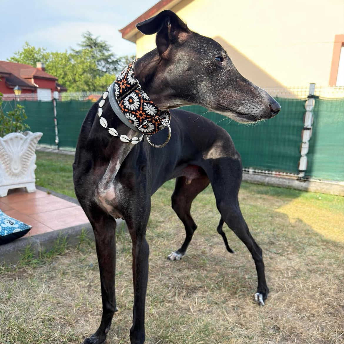 Perro cliente con collar artesanal de Collares Martingales Bella