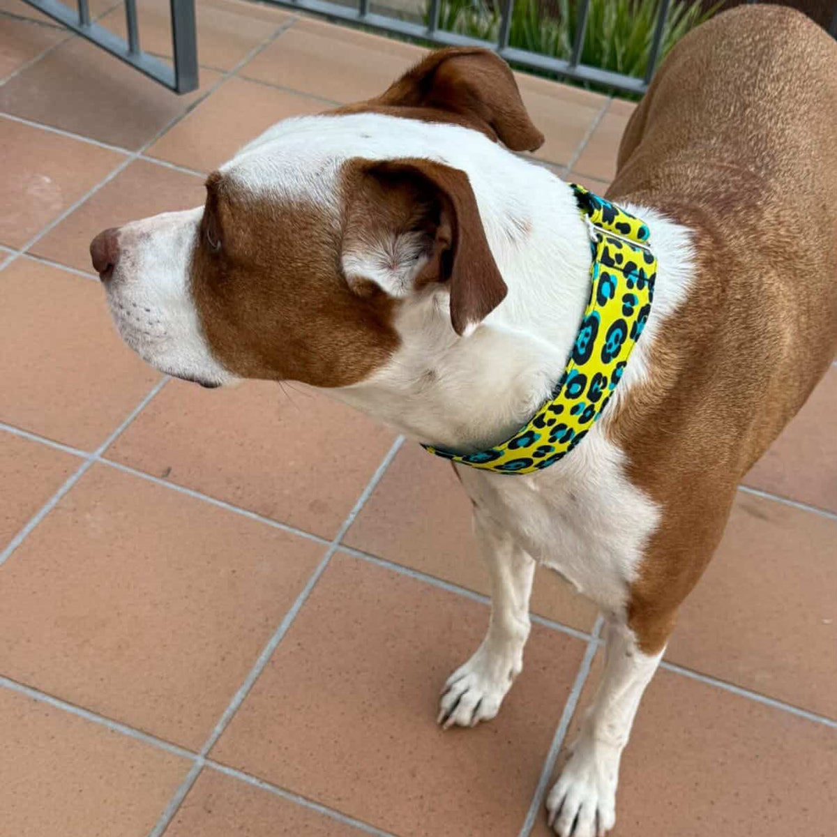 Perro cliente con collar artesanal de Collares Martingales Bella