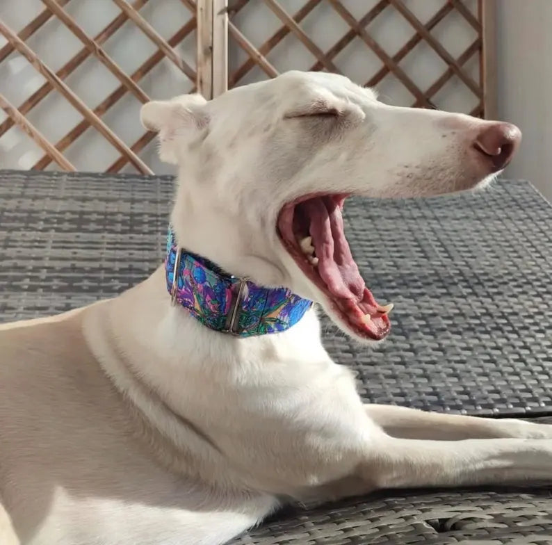 Collar Avatar para perros