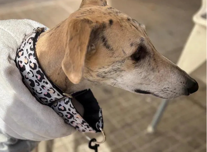 Collar Leopardo para perros