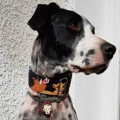 Collar Hakuna Matata para perros