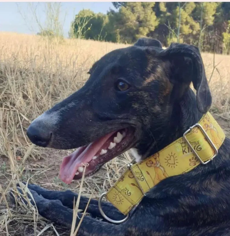Collar Rey León para perros