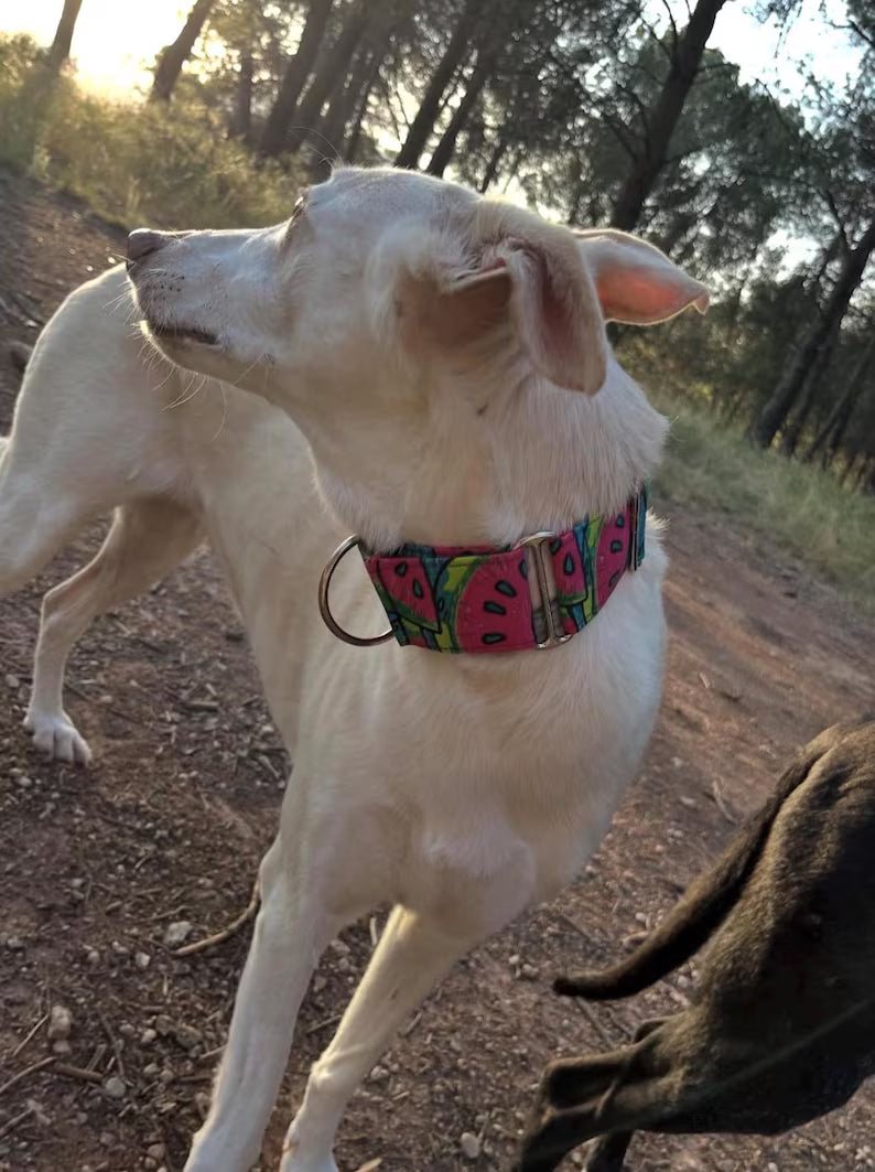 Collar Watermelon para perros